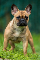 Pet Photography