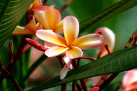 Nature and Botanical Photography