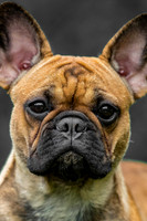 Pet Photograpnhy