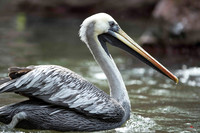 National Geographic Wildlife Stock Images