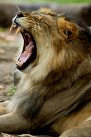 Wildlife Photography