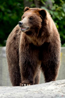 Wild Bears